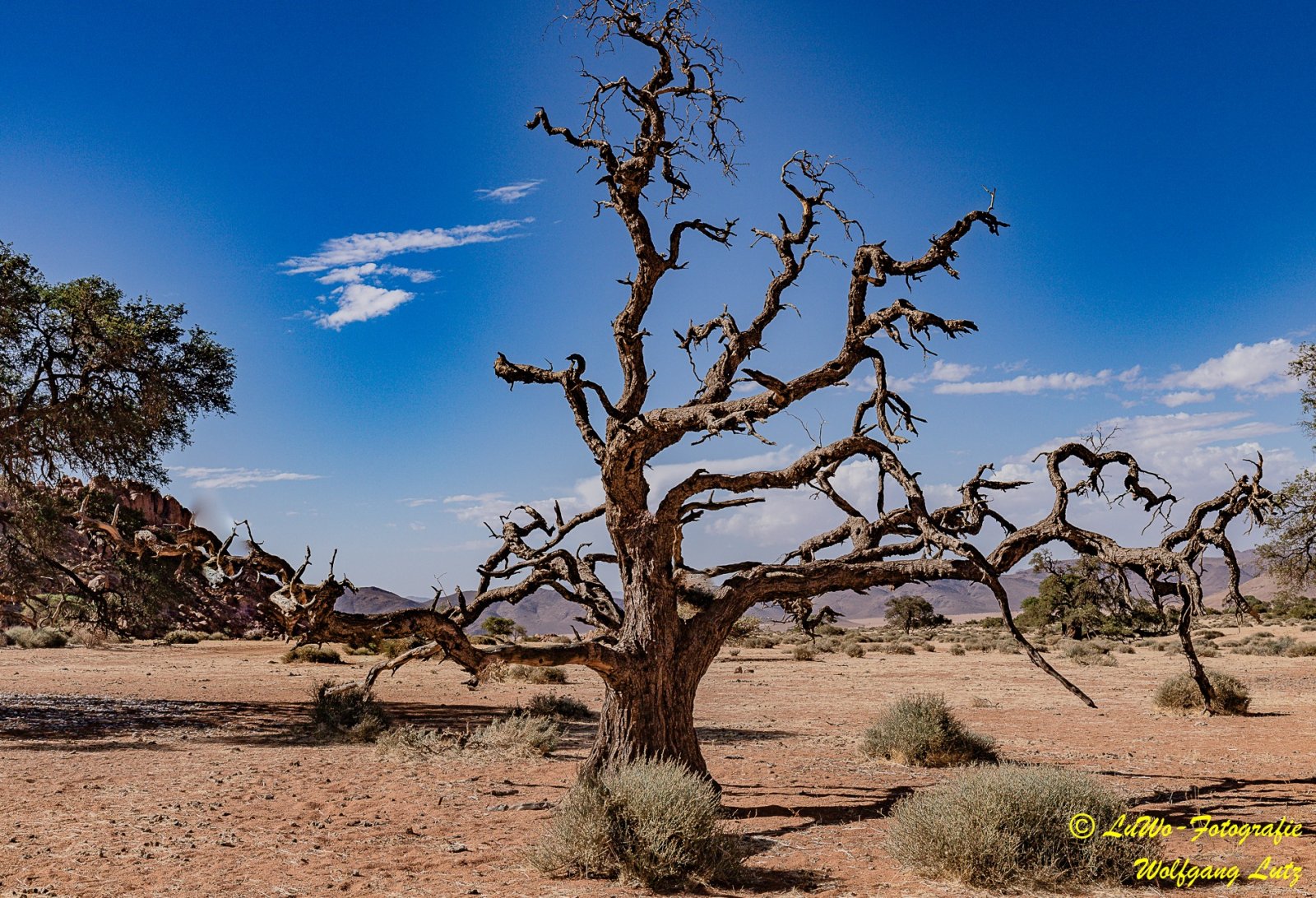 Namibia Bäume in der Wüste