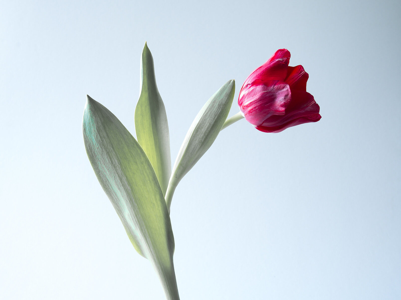 Tulpe