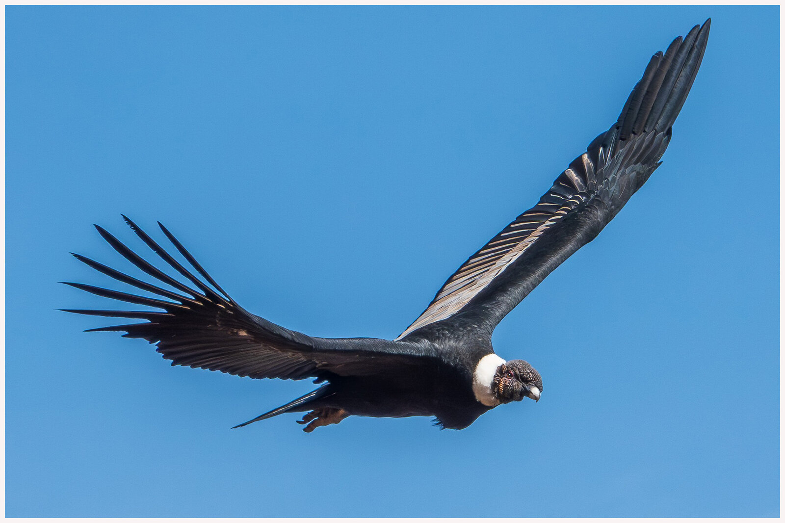 El Condor pasa . . .