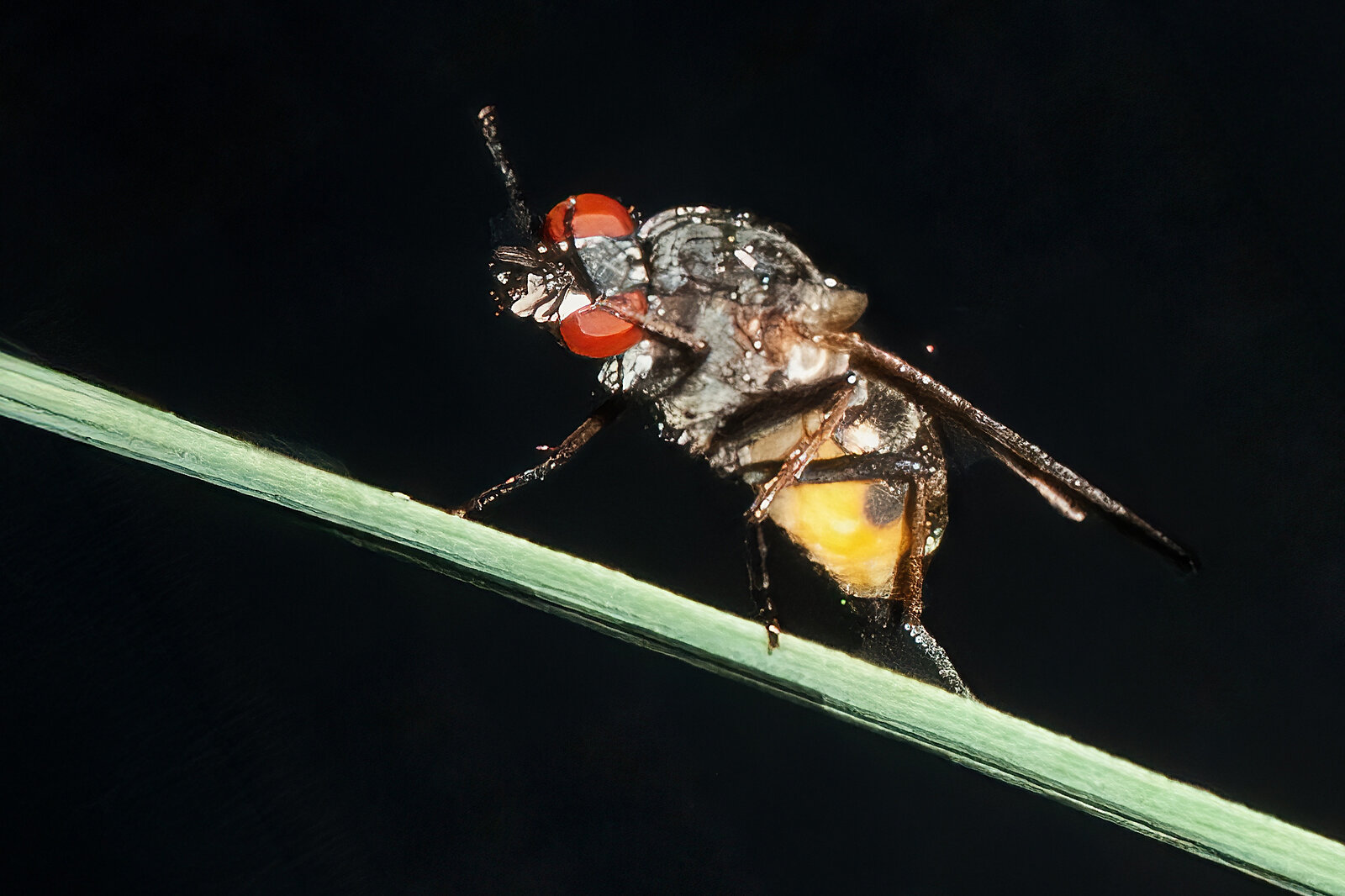 Musca domestica
