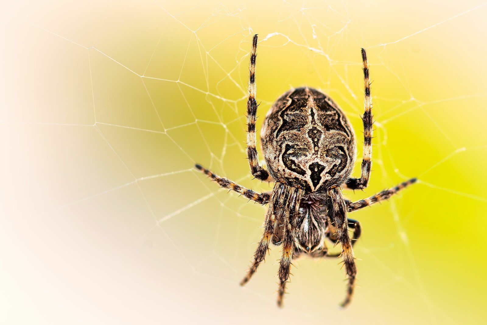 Larinioides sclopetarius