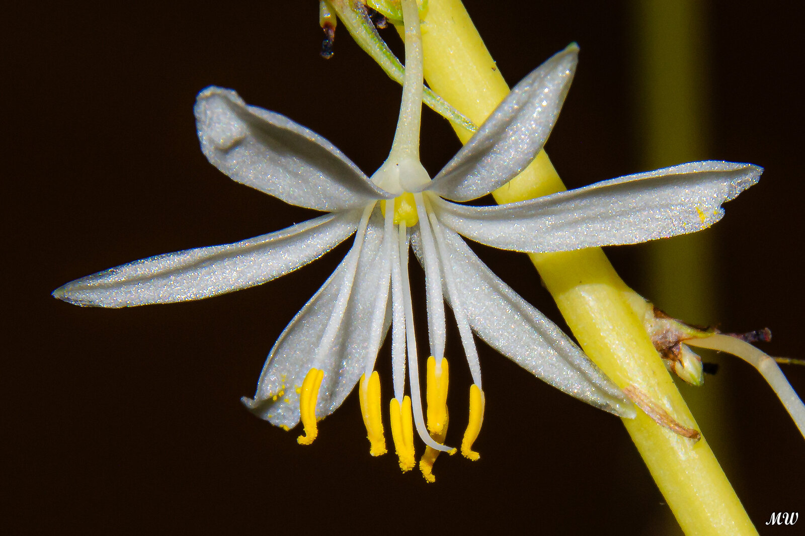 Grünlilie (Chlorophytum comosum)