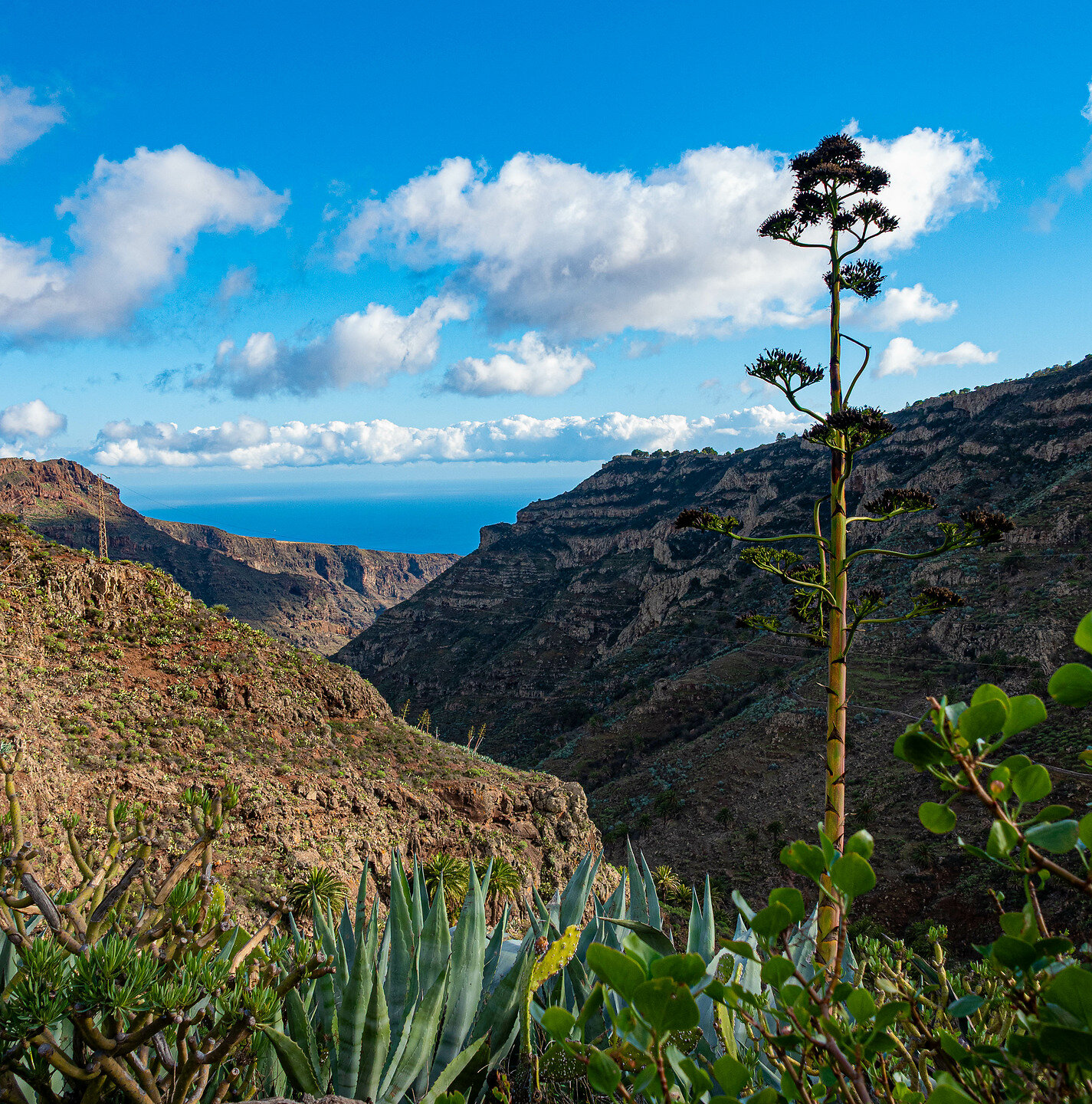 Garajonay Nationalpark auf La Gomera