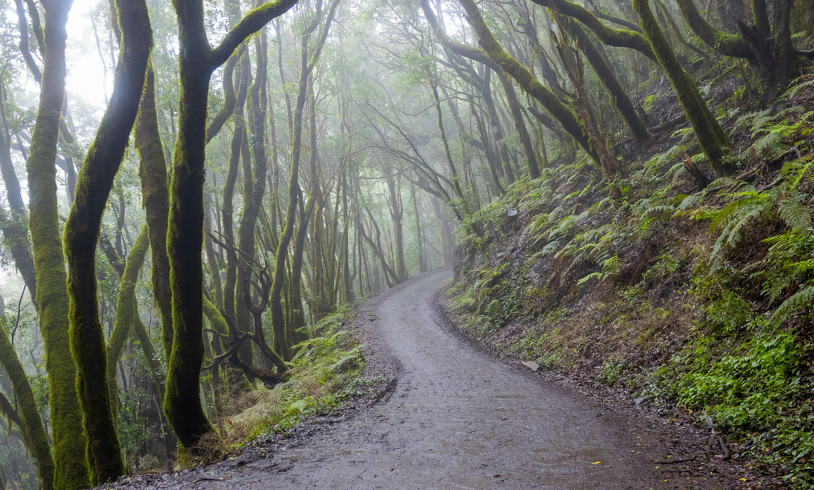 Garajonay Nationalpark auf La Gomera