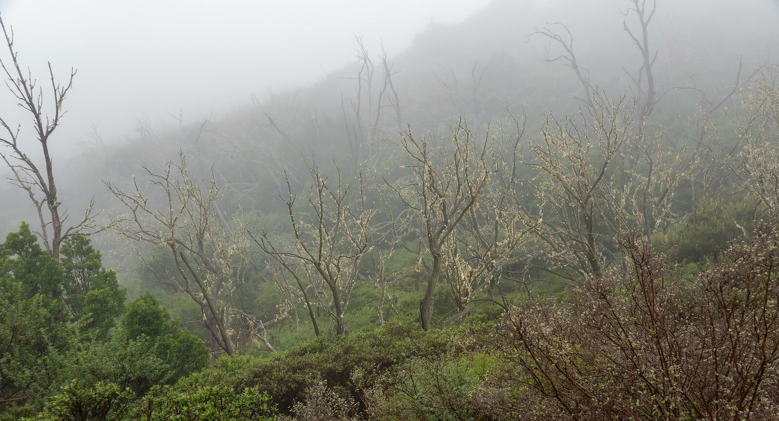 Garajonay Nationalpark auf La Gomera