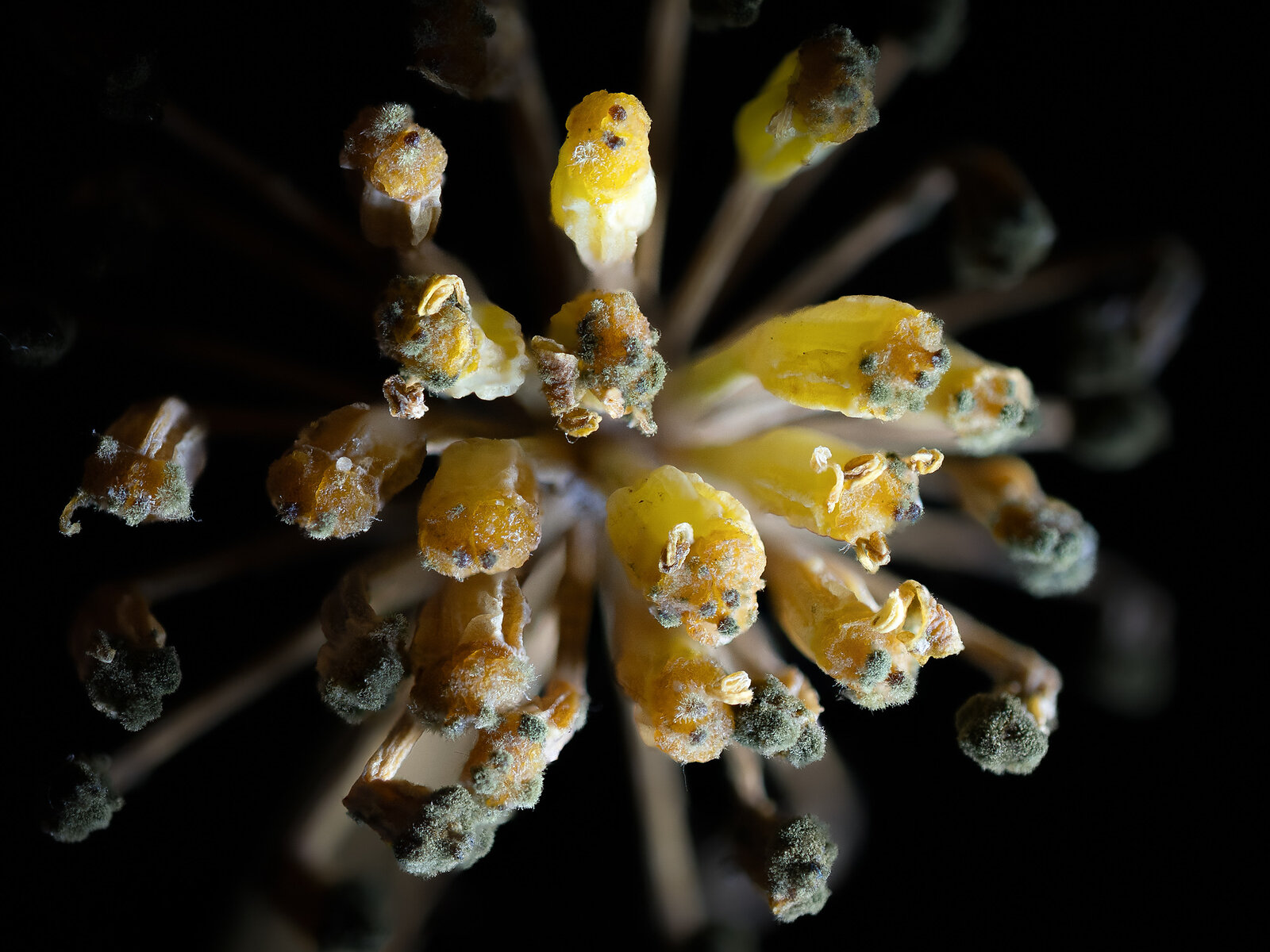 Verdorrte Fenchelblüte