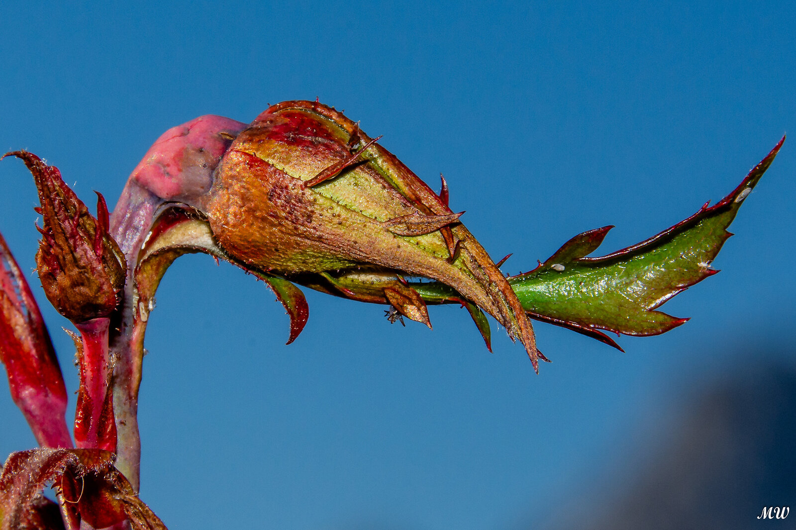 Lass den Kopf nicht hängen