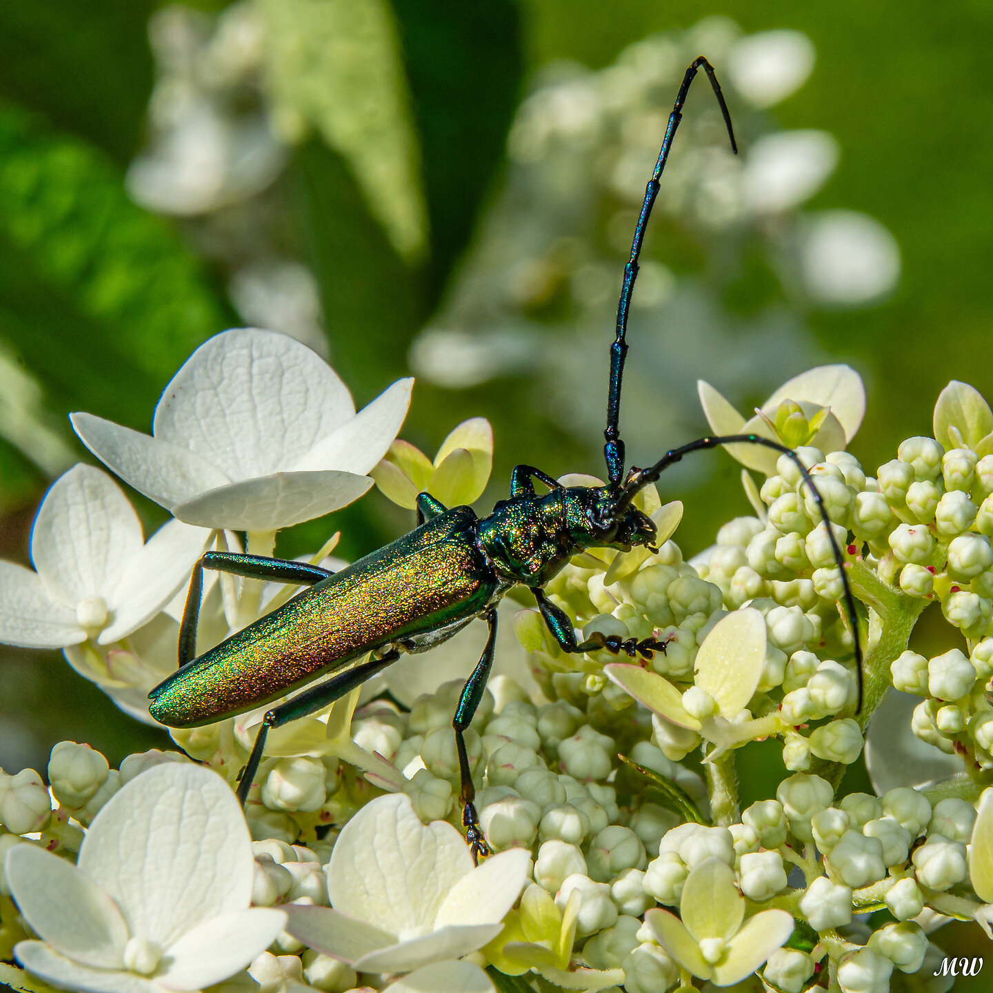 Moschusbock (Aromia moschata)