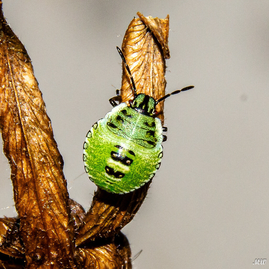 Grüne Stinkwanze 'Nymphe' (Palomena prasina)