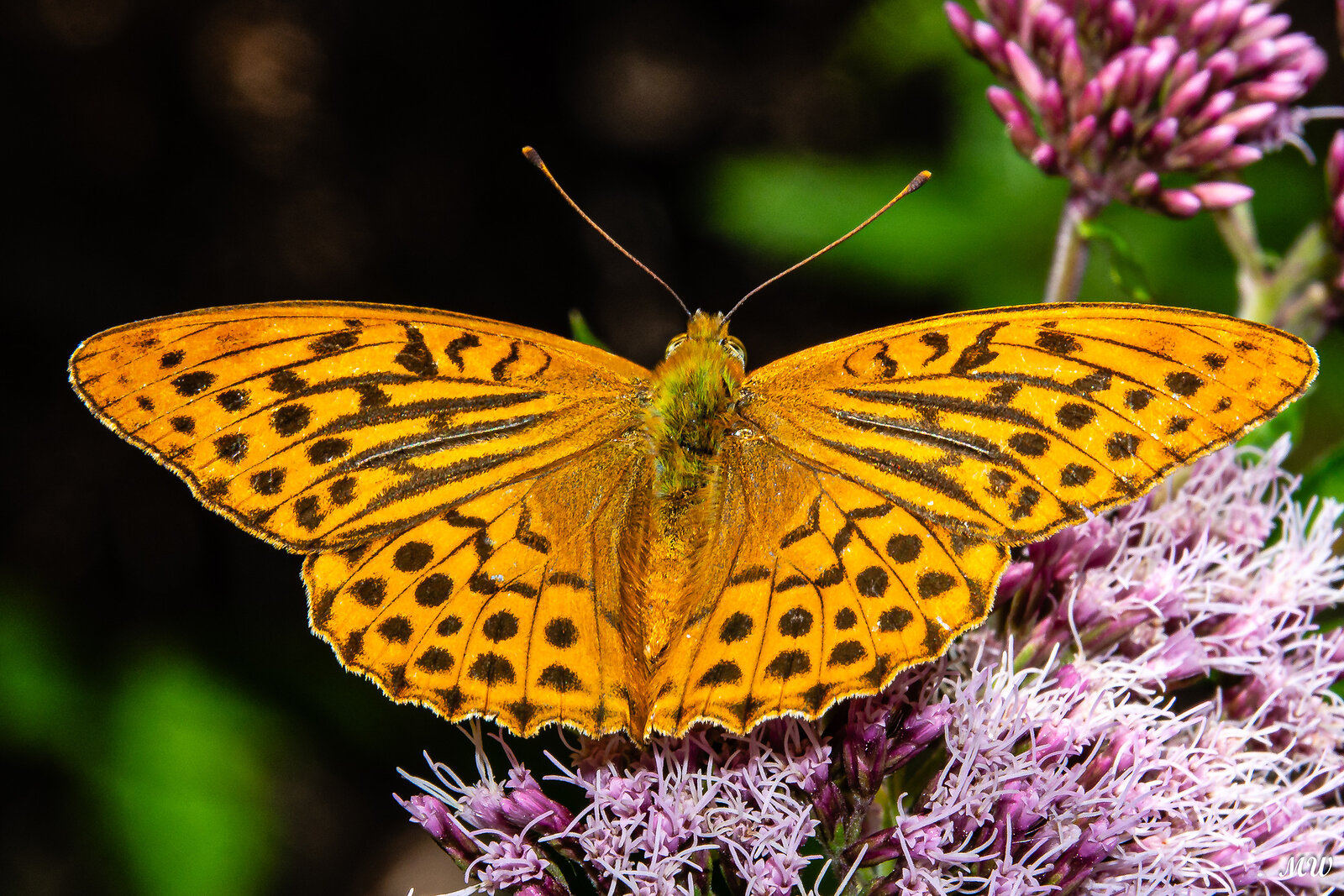 Kaisermantel (Argynnis paphia) ♂