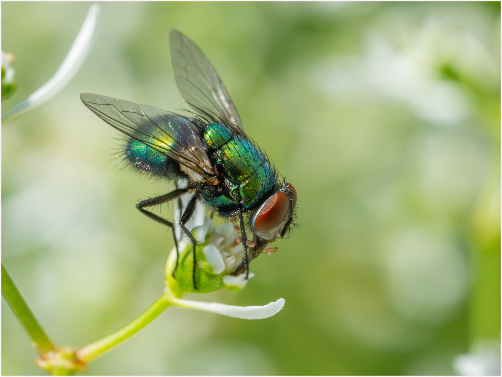 Auch Fliegen können schön sein.