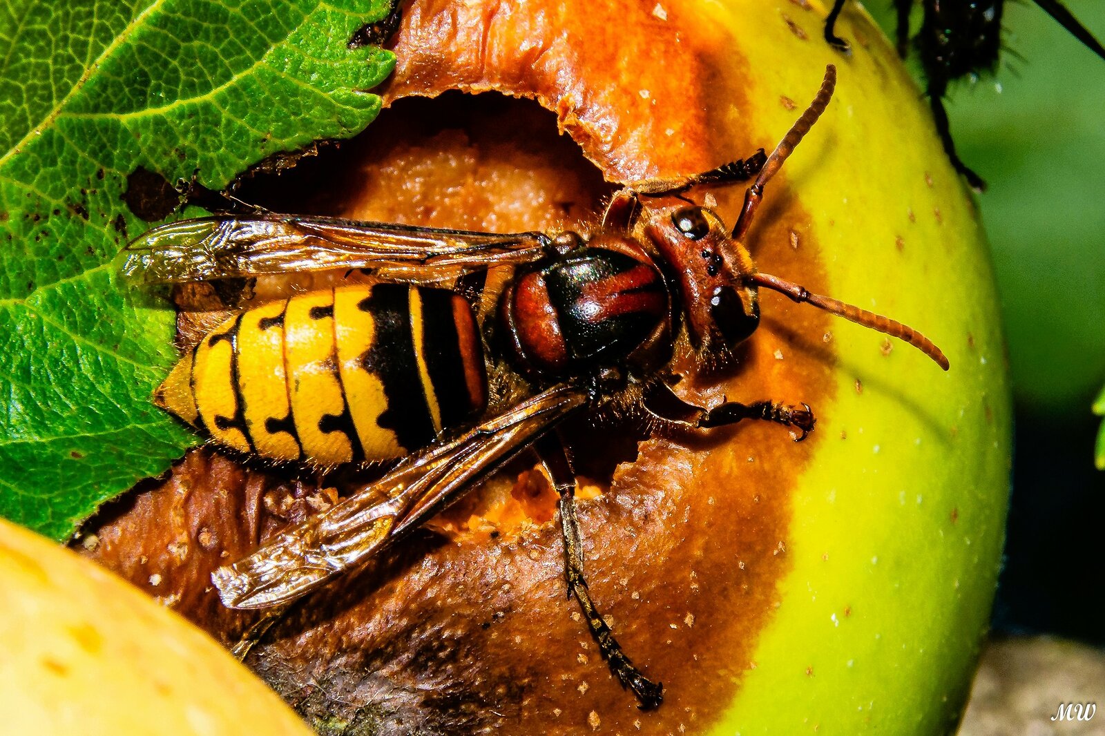 Hornisse (Vespa crabro)