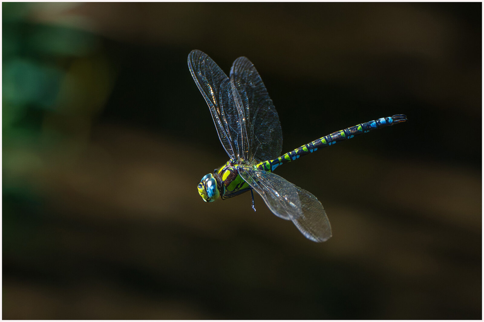 Fliegender Smaragd.