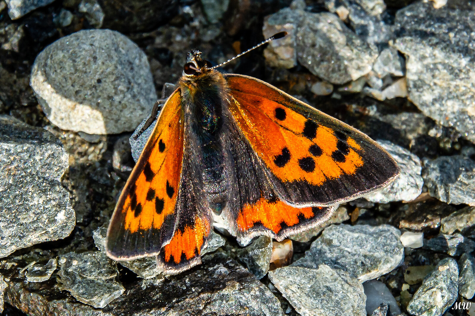 Kleiner Feuerfalter (Lycaena phlaeas)