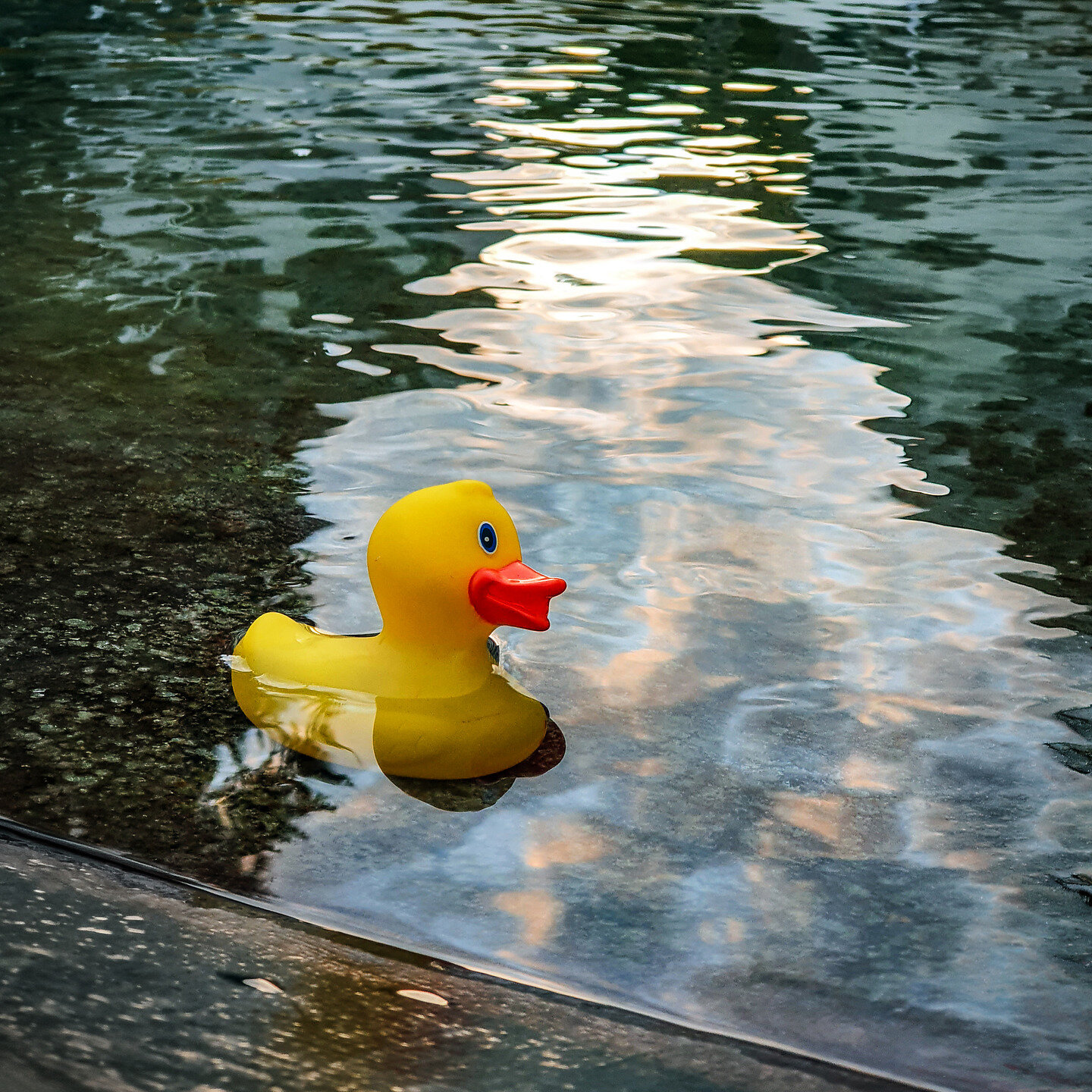 Cruising Duck