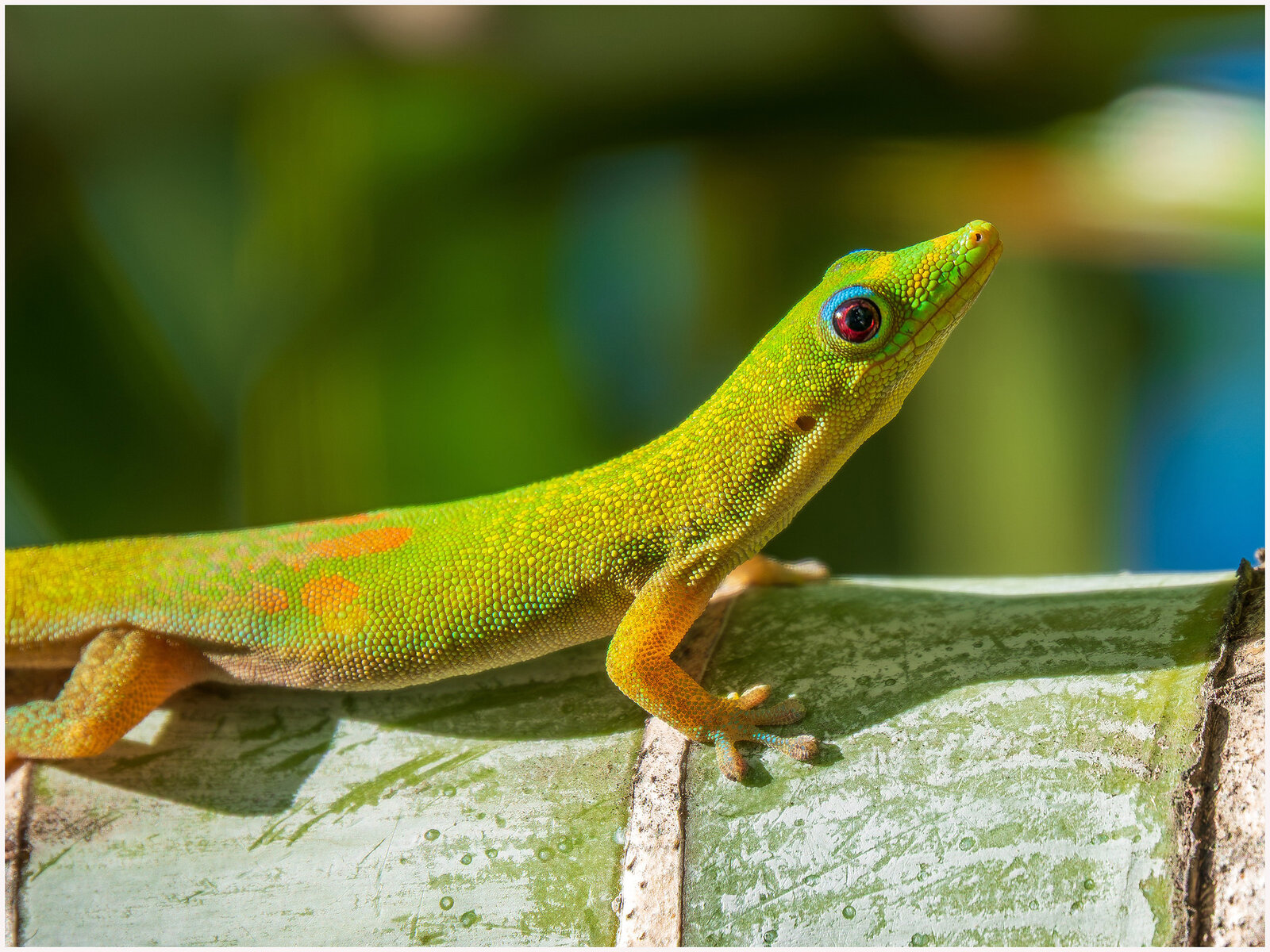 Goldstaub-Taggecko